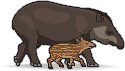 South American Tapirs
