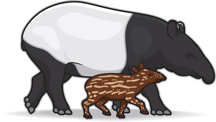 Malaysian Tapirs