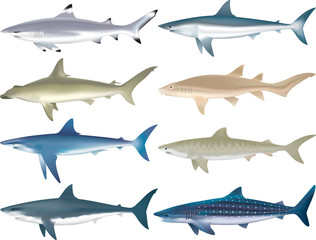 Shark Species