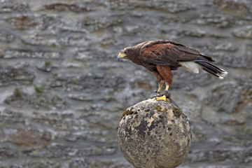 Parabuteo unicinctus - Buse de Harris - Harris's Hawk