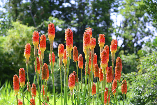 クニフォフィア Stock Photo Adobe Stock クニフォフィア Stock Photo Adobe Stock