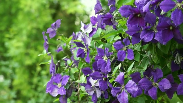 Clematis im Wind