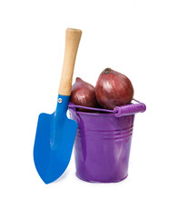 Onions in the bucket isolated on the white