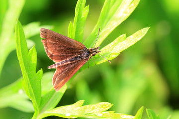 The Silver-lined Skipper (Leptalina unicolor) in Japan 