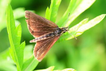 Obraz premium The Silver-lined Skipper (Leptalina unicolor) in Japan 