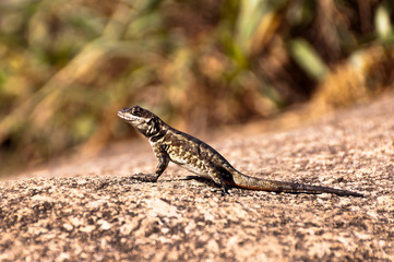 Lizard on Stone