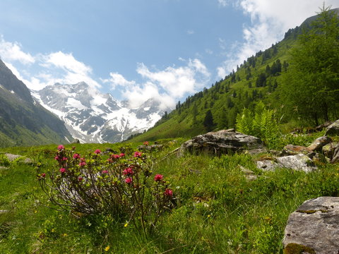 Alpenrosen und Gletscher im Hintergrund