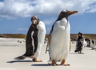 Two Penguins close-up in the Falkland Islands-2