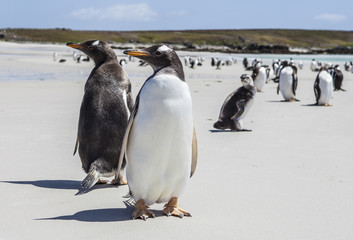 Two Gento Penguins close-up in the Falkland Islands-3