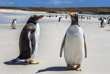 Two Gento Penguins close-up in the Falkland Islands-4