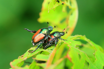 Japanese beetle (Popillia japonica) in Japan 