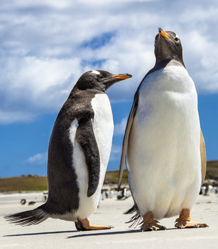 Two Gento Penguins at Falkland Islands.