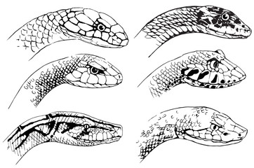 Sketch of snakes