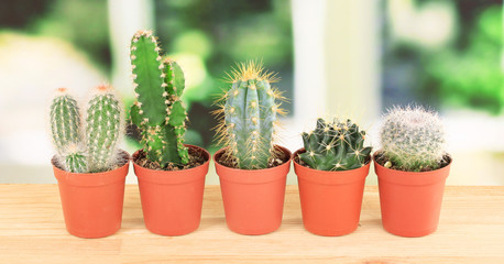 Collection of cactuses, on windowsill