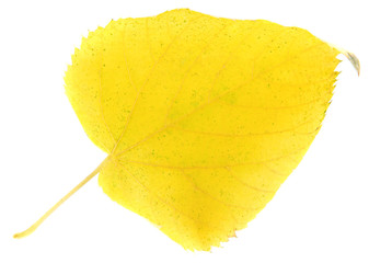 Naklejka premium Beautiful autumn leaf isolated on white