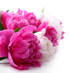 Beautiful pink and white peonies, isolated on white