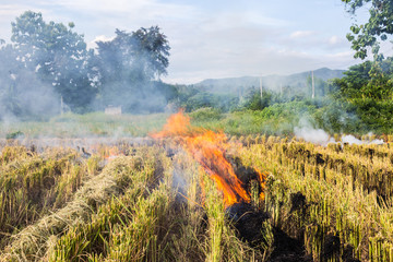 Burning of rice stubble burning straw in rice farmers in Thailan