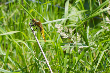 Plattbauchlibelle
