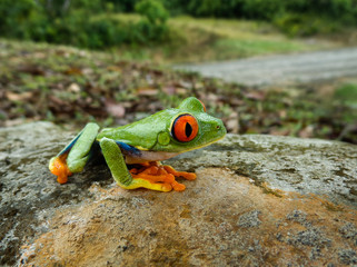 Red Eye Tree Frog, Agalychnis Callidryas