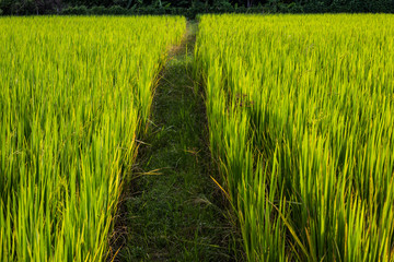 Asian landscape with ricefield