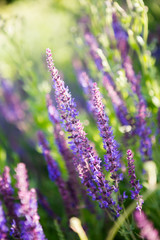 Lavender floral background