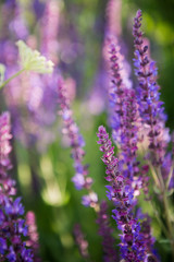 Obraz premium Lavender floral background