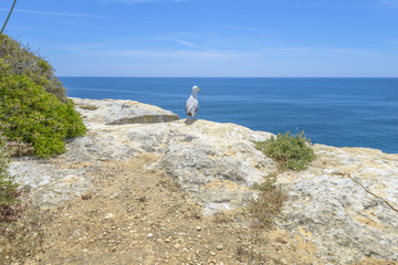seagull on top of a cliff looking at the Atlantic Ocean
