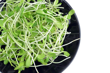 green young sunflower sprouts isolated on white background