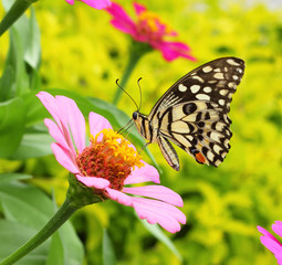 Blue butterfly fly in morning nature