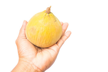 santol in hand isolated on white background