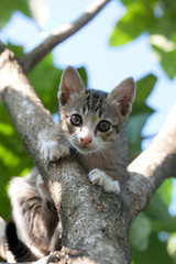 Pretty cat kitten on tree