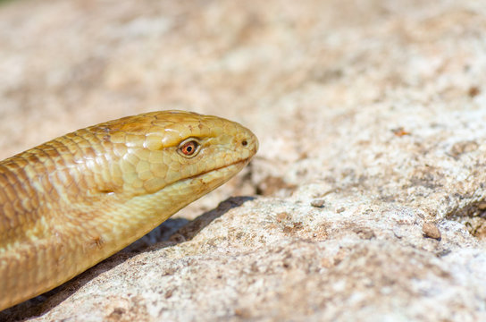 Portrait of a snake on stone background. Pseudopus apodus