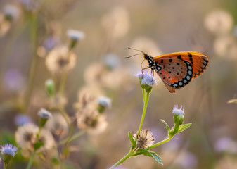 Butterfly feeding on flower