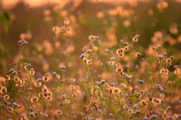 Wild flowers in sunset