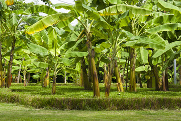 Naklejka premium Banana Trees