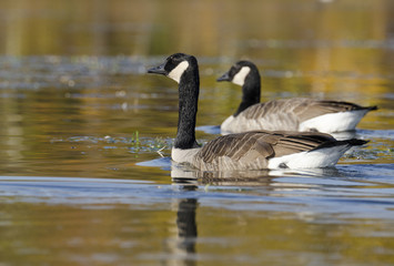 Focus on Foreground Goose