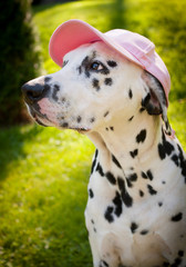 Dog with a Cap