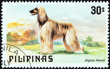 Afghan Hound (Philippines 1979) - obrazy, fototapety, plakaty