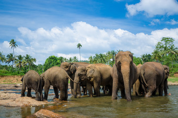 Naklejka na ściany i meble elephants in the river in srilanka