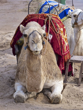 Camel Taxi In Marrakech, Morocco