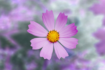 Fototapeta premium cosmos flower