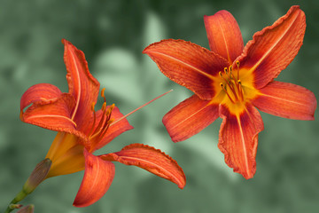 Fototapeta premium Red daylily flowers
