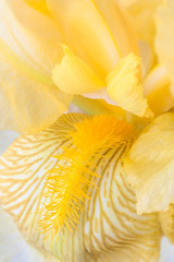 Fototapeta na wymiar yellow iris
