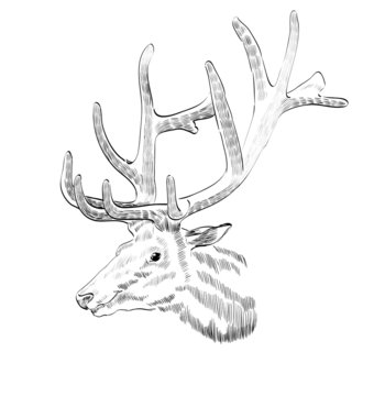 Sketch deer