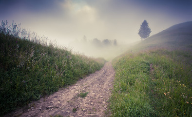 Foggy summer morning in the mountains