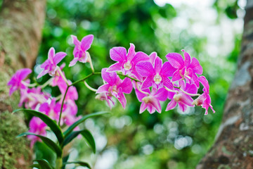 Orchids
