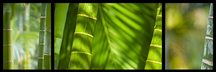 bamboo triptyque