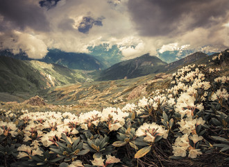 Alpine meadows in the Caucasus mountains.