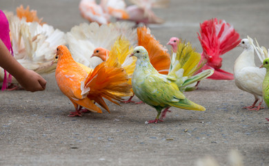 pigeon