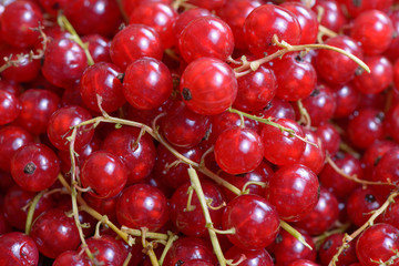 Red currant berry